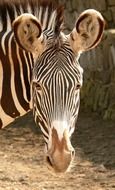 face of a zebra close up