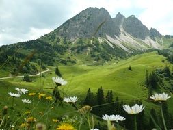 meadow flowers on a background of mountains