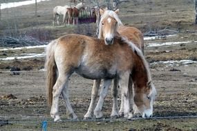 horses islander