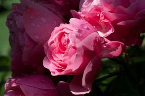 Lush roses in water drops