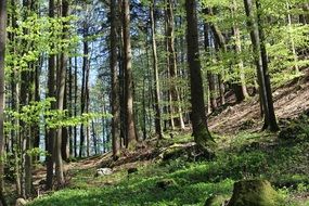 Beautiful trees in the beautiful forest