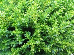Picture of the green plants in winter time