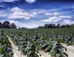 tobacco farm north carolina