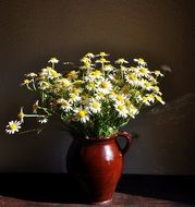 bouquet of chamomiles in ceramic vase