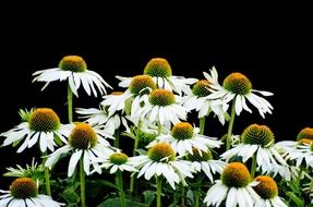 flower summer spring