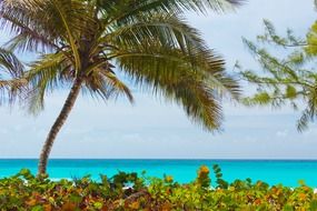 paradise beach with palm trees