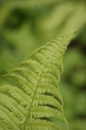Close-up of green young leaves