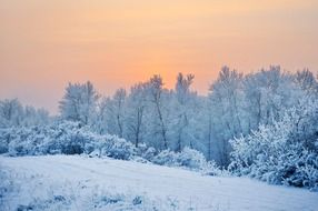 Snow forest landscape