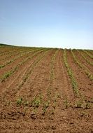 arable field with young plants