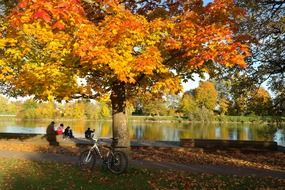 amazing autumn colors in a park on danube