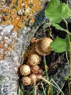 wild mushrooms near a tree trunk in the forest