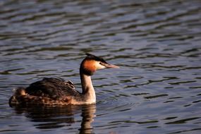 Beautiful wild Colorful Bird Is Swimming In The Water