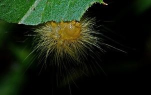 unusual prickly caterpillar closeup