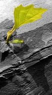 young green leaf on a dark surface
