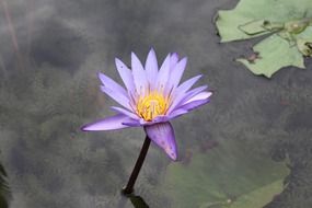 beauty lotus flower