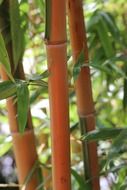 bamboo trunks in China