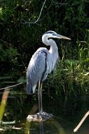 Blue heron on the water