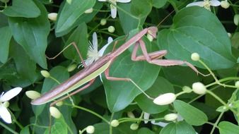 mantis on a green plant in the wild