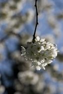 white blossoms cherry on the bare branch