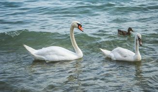 white swans in sea waves