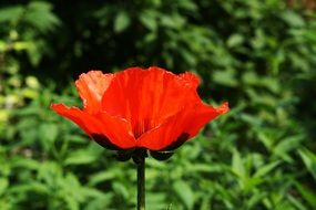 red poppy flower garden macro