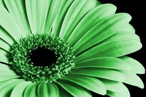 Close up photo of green petal flower