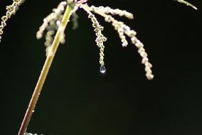 Dewdrops on the plant