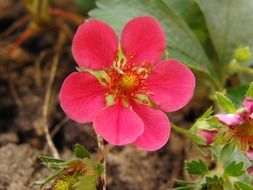 Close-up of the beautiful, red and pink strawberry flower