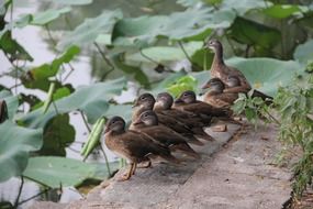 duck family