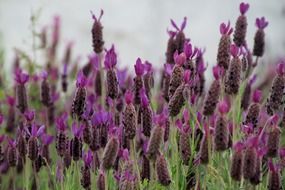 Purple lavender inflorescence