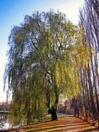 landscape of the high green tree on a path