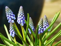 common grape hyacinth