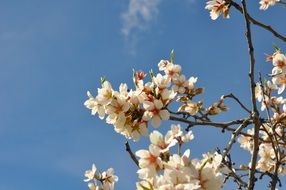 Beautiful apple trees in bloom against a blue sky