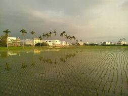 green palm trees grow along a rice field