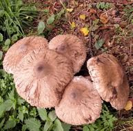cluster of giant screen fungi