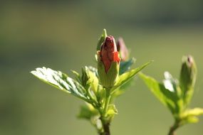 flower in bud close-up on blurred background