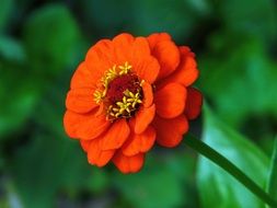 Orange zinnia on the stalk