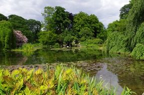 forest pond panorama in France