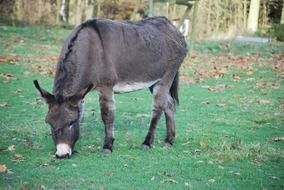 grazing donkey in autumn