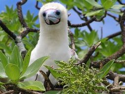 white booby chick in nest