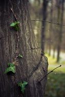 Creeping leaves along the trunk of a tree