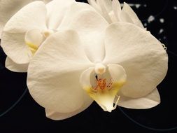orchid white macro foto