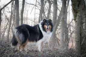 collie dog in a forest