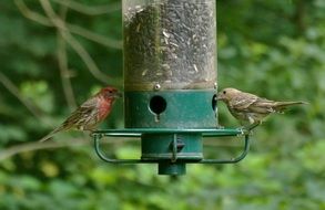 Purple finches on a feeding trough