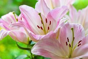 Flowering of pink lilies