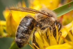 macro photography of a bee