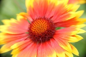 flower Gaillard close up