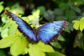 blue tropical butterfly