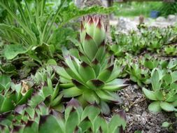 Sempervivum tectorum, common houseleek plants at garden