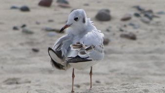 White seagull on the sandy beach